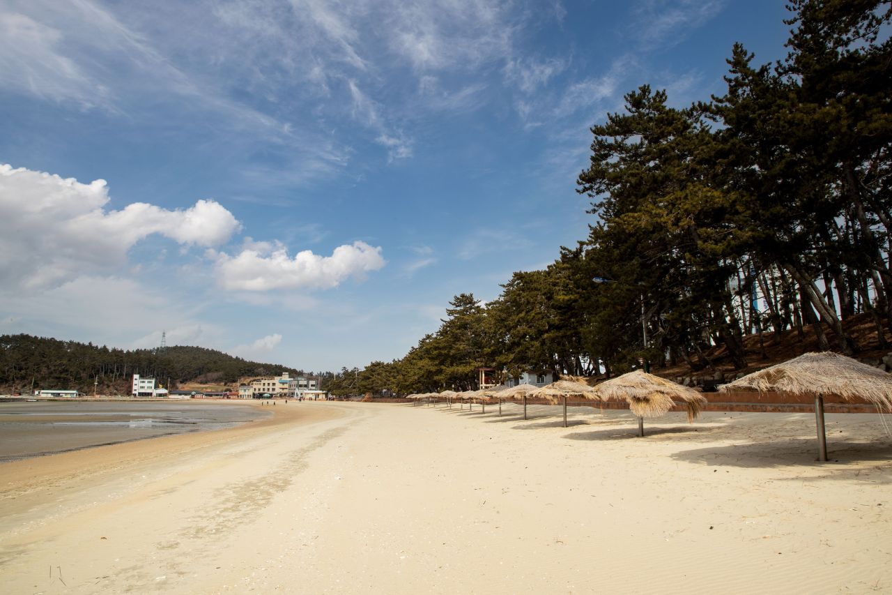 송호해수욕장 백사장과 송림