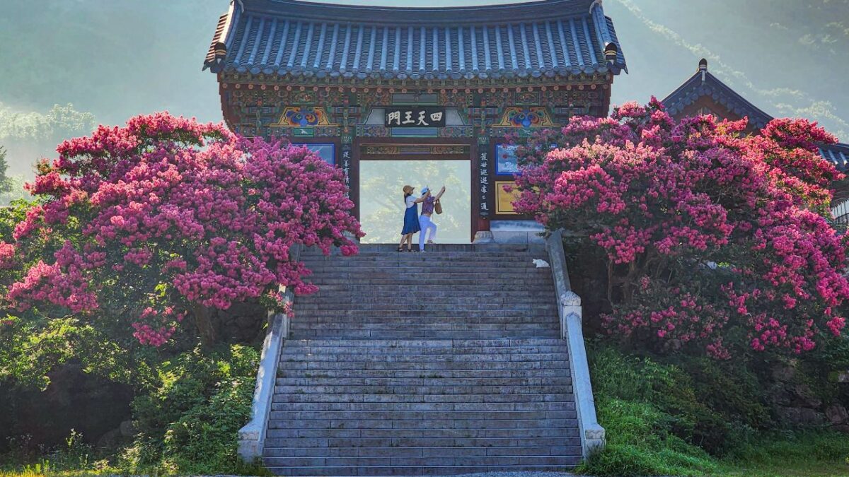 배롱나무꽃 사이로 보이는 표충사 사천왕문