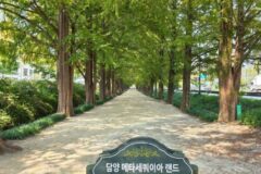 “국도변 8.5km가 메타세쿼이아 길이라니”… 관방제림 무료 300~400년 노거수 둑길 코스