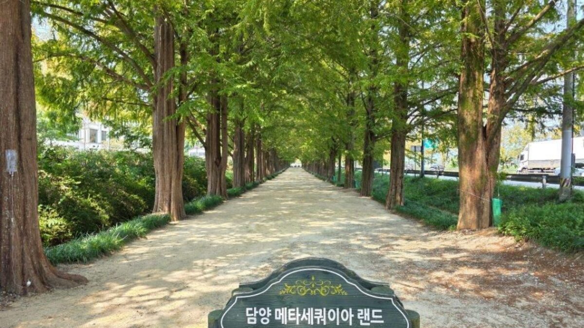 가을 단풍이 든 메타세쿼이아가 양옆으로 늘어선 담양의 가로수길