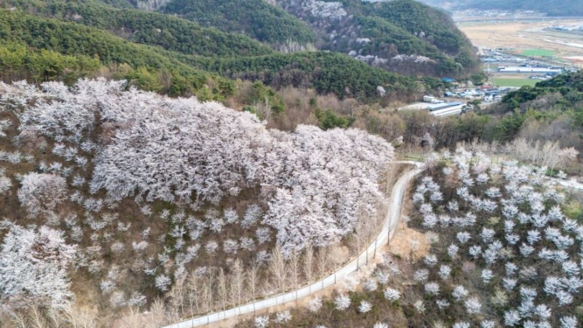 대가야수목원 숲과 산책로